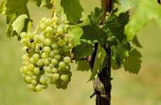 Alcoholic Grape Varieties