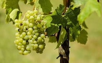Alcoholic Grape Varieties