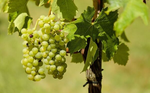 Alcoholic Grape Varieties