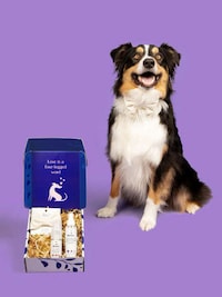 Wedding-Ready Dog Kits Image 2