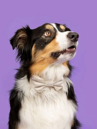 Wedding-Ready Dog Kits Image 3