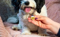 Lost Pet ID Tags Image 1