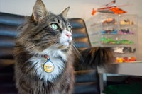 Lost Pet ID Tags Image 4