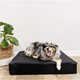 Ultra-Stylish Dog Bed Collections Image 4