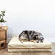 Ultra-Stylish Dog Bed Collections Image 5