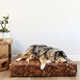 Ultra-Stylish Dog Bed Collections Image 6