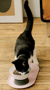 Beautifully Designed Cat Bowls Image 1