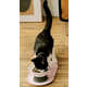 Beautifully Designed Cat Bowls Image 1