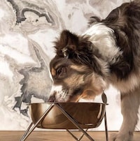 Mix-and-Match Dog Bowls Image 2