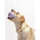 Signature Dog-Friendly Tennis Balls Image 1