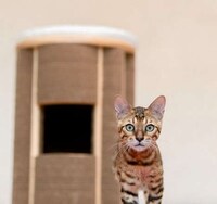Contemporary Cat Furniture Image 3