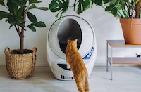 Elevated Self-Cleaning Litter Boxes