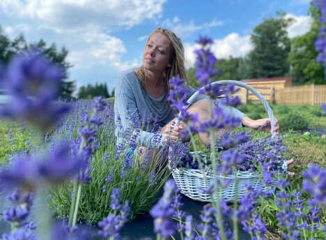 Lavender Farm Destinations