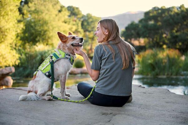 Backcountry x Petco The Foldable Dog Travel Crate - Hike & Camp