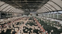 Mobile Chicken Coops