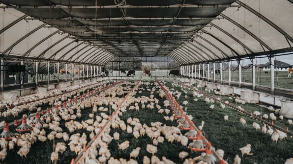 Mobile Chicken Coops