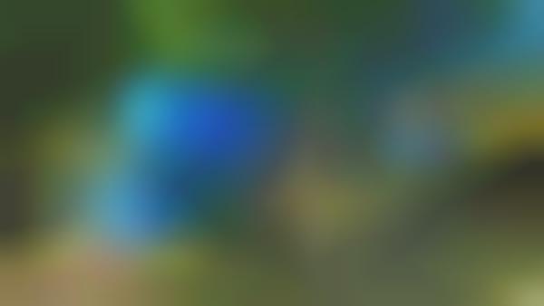 Ultra-Large Outdoor Trampolines