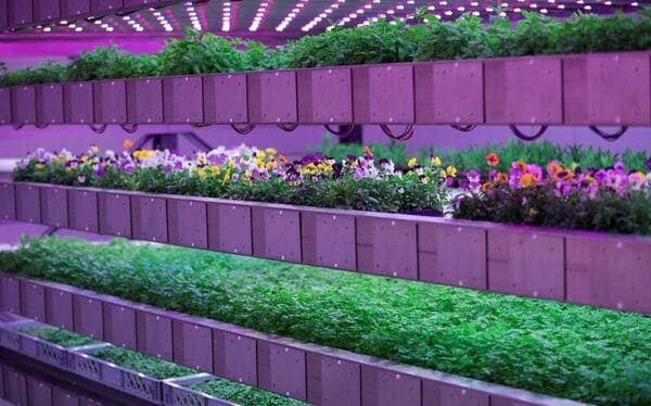 Expansive Local Vertical Gardens