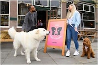 Dog-Friendly Dating Pop-Ups Image 1