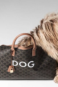 Luxury Dog Accessories Image 2