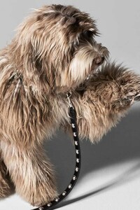 Luxury Dog Accessories Image 3