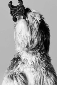 Luxury Dog Accessories Image 4