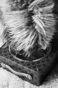 Luxury Dog Accessories Image 5