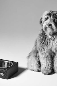 Luxury Dog Accessories Image 6