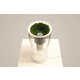 Plant-Powered Humidifiers Image 5