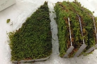Plant-Powered Humidifiers Image 7