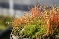 Plant-Powered Humidifiers Image 8