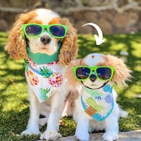 Personalized Pet Photo Gifts Image 3