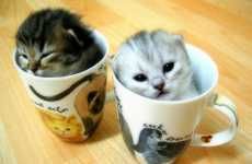 Mini Kitties