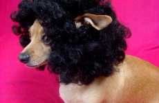 Afro Pet Wigs