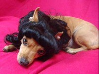 Afro Pet Wigs Image 2