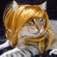 Afro Pet Wigs Image 3