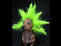 Afro Pet Wigs Image 4