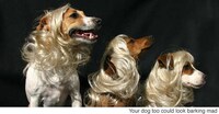 Afro Pet Wigs Image 5