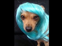 Afro Pet Wigs Image 6