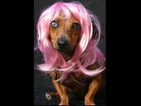Afro Pet Wigs Image 7