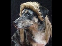 Afro Pet Wigs Image 8