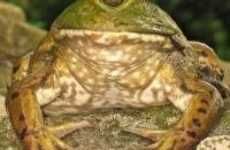24 Frog-O-Vations