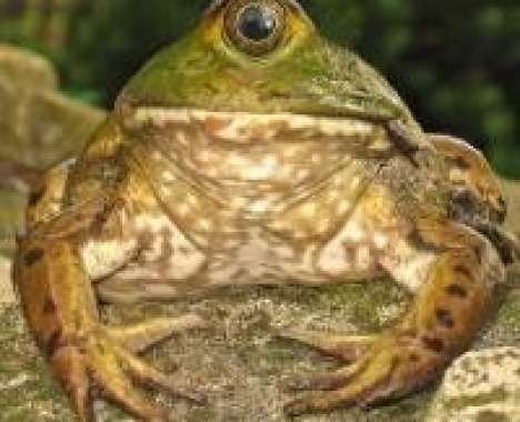 24 Frog-O-Vations