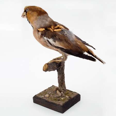 Rotting Bird Art