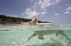 Swimming Swine