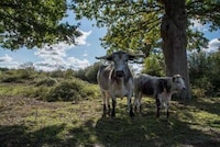 Free-Roaming Animal Meats Image 1