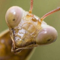 Scientific Insect-Repelling Oils Image 2