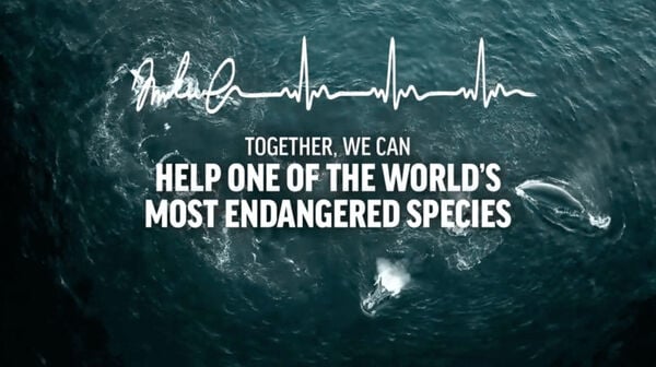 20 Ocean Preservation Initiatives