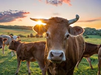 Premium Nose to Tail Meats Image 1