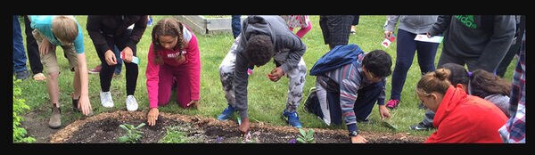 Indigenous Garden Initiatives